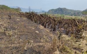 Kebakaran Hutan Gunung Jayanti Sukabumi Dipastikan Sudah Padam