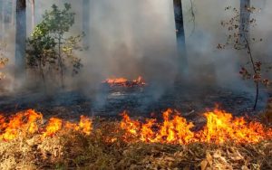 Lahan PTPN di Nyalindung Sukabumi Terbakar, BPBD Ungkap Soal Penyebab