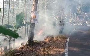 Wah! 10 Hertare Lahan Kebon Jati di Cipatujah Terbakar
