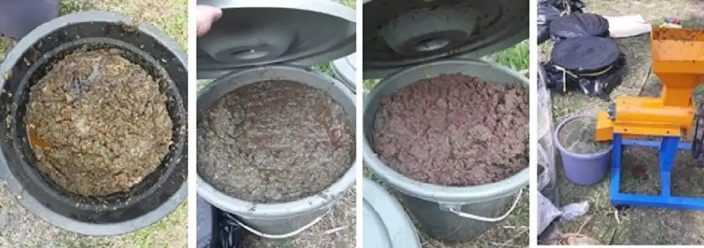 Kolase pakan maggot hasil olahan sampah organik pasar