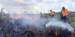 BPBD Sebut Lebih dari 313 Hektare Lahan Hutan di Jawa Barat Terbakar