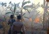 Petugas gabungan berusaha memadamkan api di kawasan hutan Gunung Jayanti Sukabumi