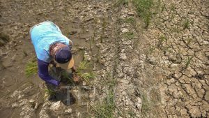 Normalisasi Irigasi dan Sodetan Tarum Timur Jadi Solusi Kekeringan di Subang