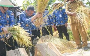 Desa Tanjungsari Purwakarta Panen Padi Seluas 28 Hektare saat Kemarau, Benni Irwan: Kita Patut Bersyukur