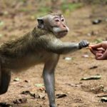 Ilustrasi serangan monyet liar di Kota Depok