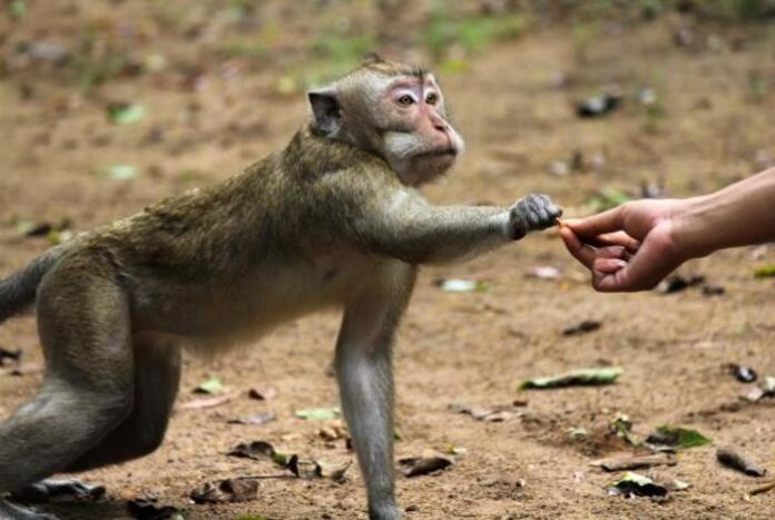 Ilustrasi serangan monyet liar di Kota Depok