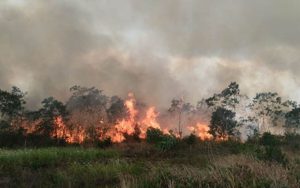 Duh! Ribuan Hektare Lahan di Purwakarta Rawan Kebakaran saat Musim Kemarau