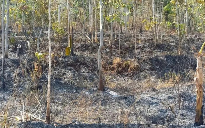 Kebakaran Hutan di Garut