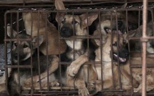 Duh! Lima Daerah di Pangandaran Ini Jadi Pemasok Anjing Liar untuk Dikonsumsi