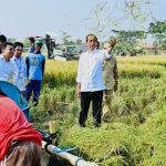 Presiden Jokowi mengikuti panen raya di Kecamatan Ciasem, Kabupaten Subang (1)