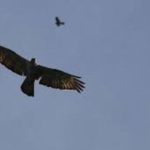 Burung Raptor Siberia (1)