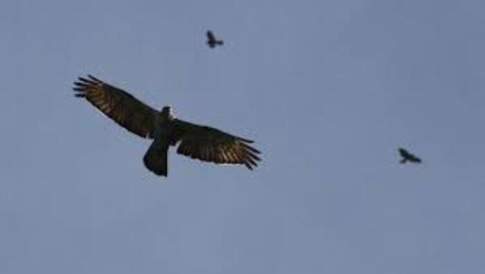 Migrasi Unik Ribuan Burung Raptor Siberia ke Gunung Sanggabuana Karawang, Ini Faktanya