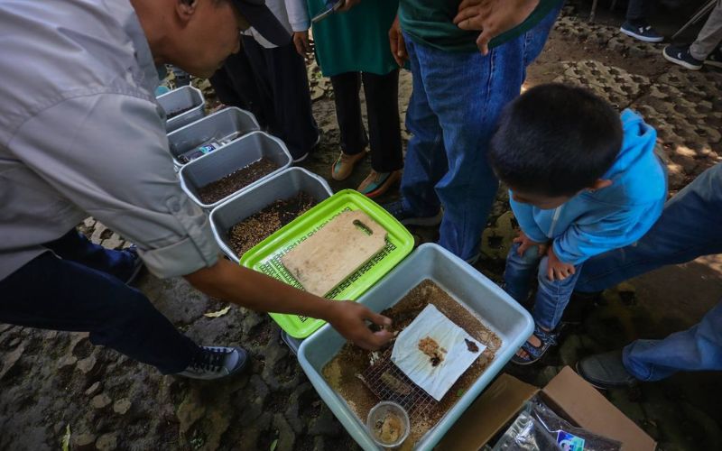 Hanggar Maggot di Kota Bandung