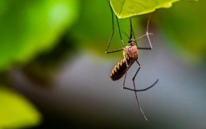 Penanganan DBD dengan Nyamuk Wolbachia Lebih Hemat Anggaran hingga Ratusan Juta, Ini Penjelasannya