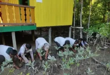 Pemuda Desa Ujang Fatimah mananam mangrove untuk jaga lingkungan