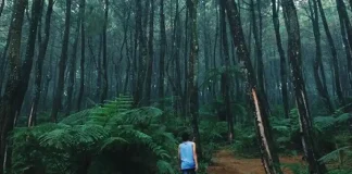 Pesona hutan pinus Pasir Langlang Panyawangan di Desa Pusakamulya, Kecamatan Kiarapedes, Kabupaten Purwakarta, Jawa Barat