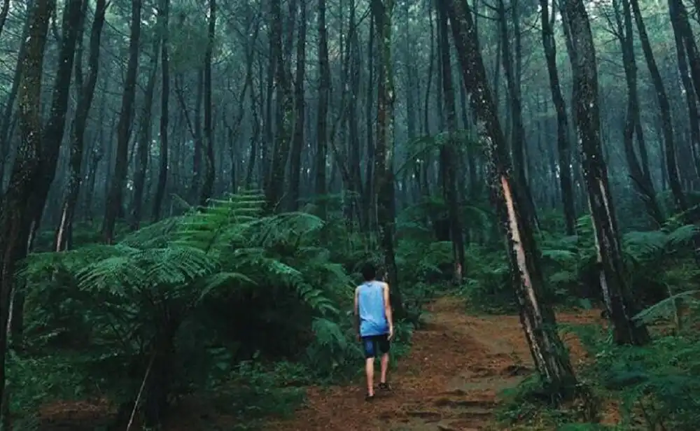 Pesona hutan pinus Pasir Langlang Panyawangan di Desa Pusakamulya, Kecamatan Kiarapedes, Kabupaten Purwakarta, Jawa Barat