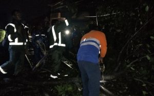 Pohon Kadu Tumbang Halangi Lintasan Rel Kereta Api Cianjur-Sukabumi