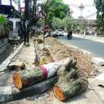 Ratusan pohon di jalur protokol Cianjur terpaksa ditegang