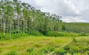 Duh! Walhi Sebut Luas Lahan Hutan di Jawa Barat Terus Berkurang