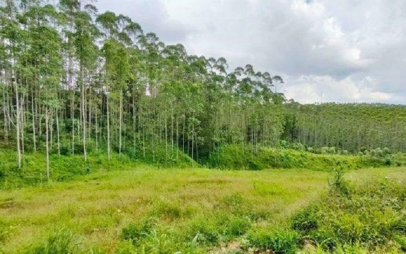 Duh! Walhi Sebut Luas Lahan Hutan di Jawa Barat Terus Berkurang