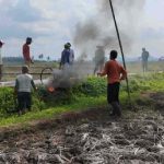 Petani