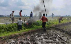 Puluhan Petani di Desa Sidaharja Ciamis Berburu Tikus Sawah, Ini Tujuannya