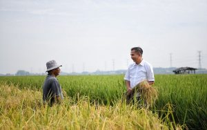 Bey Machmudin Optimis Budi Daya Padi Teknologi Salibu dapat Tingkatkan Produktivitas Pertanian