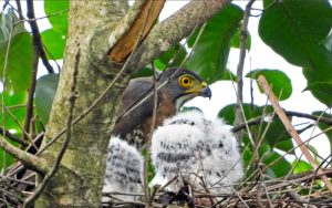 Bikin Syahdu, di Purwakarta Ada Objek Wisata Birdwatching