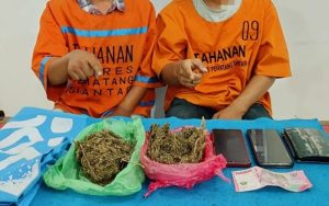 Asyik Transaksi Ganja, Dua Pria Asal Pematangsiantar Ditangkap Polisi