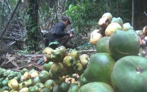 Berkah Ramadhan, Pengrajin Kolang-kaling di Purwakarta Kebanjiran Orderan