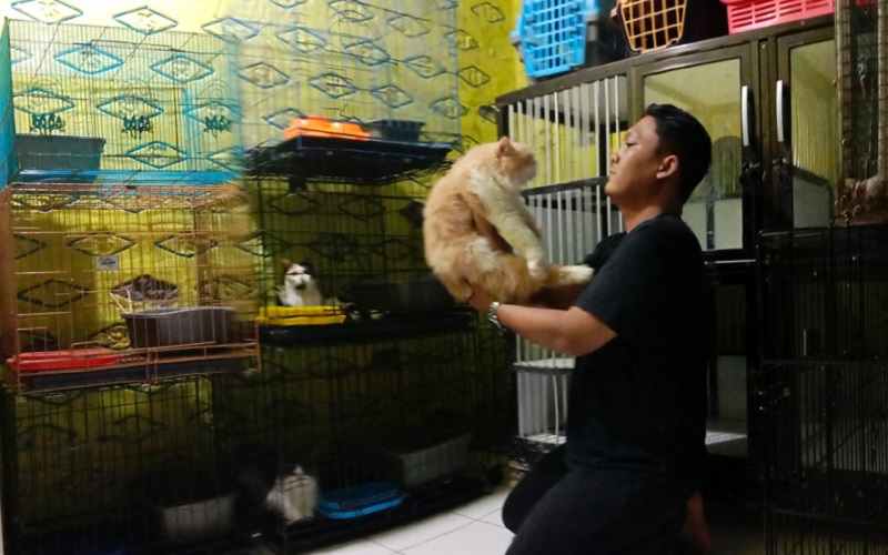 Penitipan Kucing