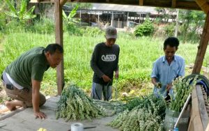 Warga Desa Sukamaju Cianjur Budidaya Bunga Sedap Malam, Ini Keuntungan dan Manfaatnya