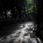 Hutan Babakan Siliwangi: Pilihan Bagus Menikmati Suasana Hutan di Tengah Kota Bandung