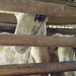 Ternak domba dan sapi yang didanai dari Dana Desa (1)