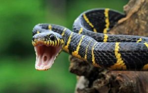 Orang Tua Harus Lebih Waspada! Ini Kronologi Bocah di Sukabumi Tewas Digigit Ular Weling