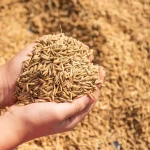 Gabah kering hasil panen petani
