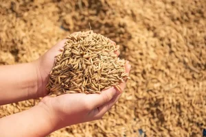 Tok! Pemerintah Tetapkan HPP Gabah di Tingkat Petani Rp.6000 per Kg