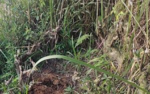 Seorang Pria di Garut Konsumsi dan Jual Ganja Hasil Cocok Tanam Sendiri