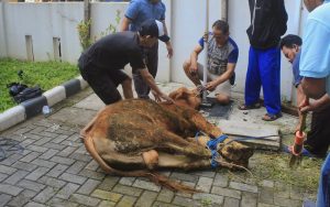 Idul Adha 1445 Hijriah, KCD Wilayah IV Disdik Jabar Berkurban
