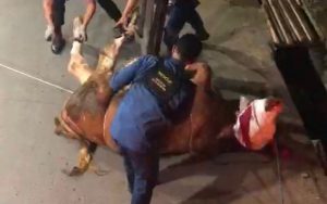 Serba-serbi Kurban: Seekor Sapi Masuk Parit di Kota Bandung, Diskar PB Sampai Turun Tangan