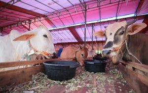 Penyembelihan Hewan Kurban di Kota Bandung Capai 13.701 Ekor