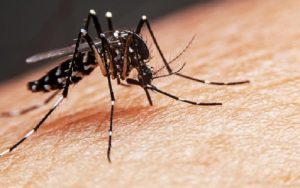 Implementasi Wolbachia di Kota Bandung Capai 64 Persen