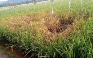 Duh! Puluhan Hektar Sawah Diserang Hama Wereng, Petani: Padi Menguning