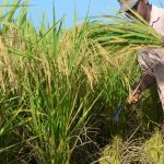 Petani melakukan panen padi