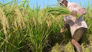 Produksi Padi di Kuningan hingga Bulan September Capai 295.666 Ton