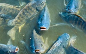 Omzet Capai Rp3,2 Miliar per Tahun, Ciamis Targetkan Jadi Kabupaten Ikan Nila Terbesar