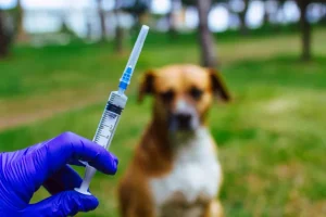 Dinas Peternakan Purwakarta Gencarkan Vaksinasi Rabies Terhadap Kucing hingga Anjing, Ini Tujuannya