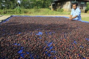Produksi Kopi Kuningan 2024 Capai 775,8 Ton, Robusta Mendominasi