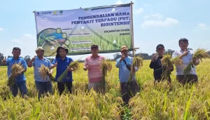 Teknologi IPB University Ini Dongkrak Produktivitas Padi di Subang
